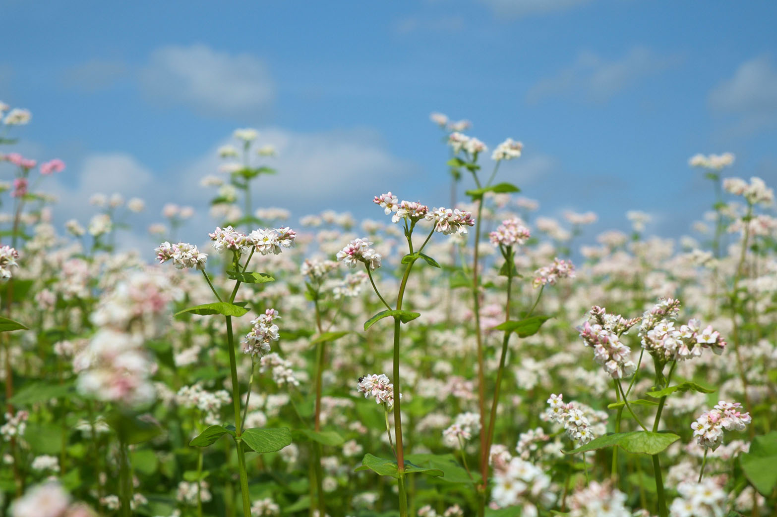 Buckwheat